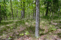 南皮埃蒙特硬盘森林 – CEGL 003714 南皮埃蒙特硬盘森林 – CEGL 003714