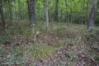 南皮埃蒙特硬盘森林 - CEGL 003714 南皮埃蒙特硬盘森林 - CEGL 003714