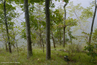 南皮埃蒙特硬盘森林 - CEGL 003714 南皮埃蒙特硬盘森林 - CEGL 003714