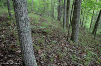 南皮埃蒙特硬盘森林 – CEGL 003714 南皮埃蒙特硬盘森林 – CEGL 003714