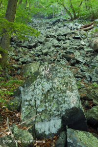 中央阿巴拉契亚酸性博尔德菲尔德林地 – CEGL 006565 中央阿巴拉契亚酸性博尔德菲尔德林地 – CEGL 006565