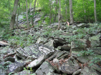 中央阿巴拉契亚酸性博尔德菲尔德林地 – CEGL 006565 中央阿巴拉契亚酸性博尔德菲尔德林地 – CEGL 006565