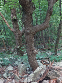 中央阿巴拉契亚酸性博尔德菲尔德林地 – CEGL 006565 中央阿巴拉契亚酸性博尔德菲尔德林地 – CEGL 006565