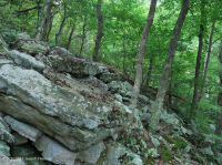 中央阿巴拉契亚酸性博尔德菲尔德林地 – CEGL 006565 中央阿巴拉契亚酸性博尔德菲尔德林地 – CEGL 006565