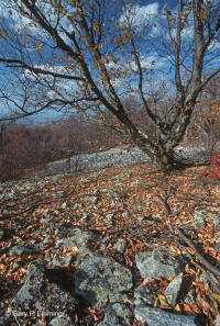 中央阿巴拉契亚酸性博尔德菲尔德林地 – CEGL 006565 中央阿巴拉契亚酸性博尔德菲尔德林地 – CEGL 006565