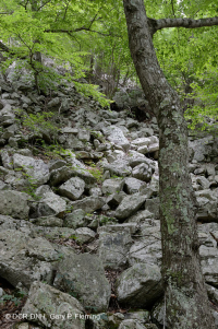 中央阿巴拉契亚酸性博尔德菲尔德林地 – CEGL 006565 中央阿巴拉契亚酸性博尔德菲尔德林地 – CEGL 006565