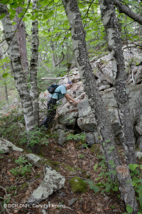 中央阿巴拉契亚酸性博尔德菲尔德林地 – CEGL 006565 中央阿巴拉契亚酸性博尔德菲尔德林地 – CEGL 006565