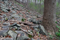 中阿巴拉契亚/皮埃蒙特低海拔丰富的巨石原森林 – CEGL 006471 中阿巴拉契亚/皮埃蒙特低海拔丰富的巨石原森林 – CEGL 006471