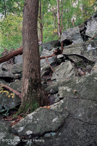 中阿巴拉契亚/皮埃蒙特低海拔丰富的巨石原森林 – CEGL 006471 中阿巴拉契亚/皮埃蒙特低海拔丰富的巨石原森林 – CEGL 006471