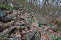 中阿巴拉契亚/皮埃蒙特低海拔丰富的巨石原森林 – CEGL 006471 中阿巴拉契亚/皮埃蒙特低海拔丰富的巨石原森林 – CEGL 006471