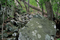 中阿巴拉契亚/皮埃蒙特低海拔丰富的巨石原森林 – CEGL 006471 中阿巴拉契亚/皮埃蒙特低海拔丰富的巨石原森林 – CEGL 006471