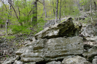 中央阿巴拉契亚山区富饶的博尔德菲尔德森林 – CEGL 008528 中央阿巴拉契亚山区富饶的博尔德菲尔德森林 – CEGL 008528