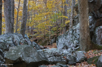 中央阿巴拉契亚山区富饶的博尔德菲尔德森林 – CEGL 008528 中央阿巴拉契亚山区富饶的博尔德菲尔德森林 – CEGL 008528