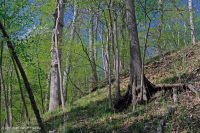 沿海平原干燥钙质森林 – CEGL 007748 沿海平原干燥钙质森林 – CEGL 007748