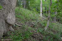 沿海平原干燥钙质森林 – CEGL 007748 沿海平原干燥钙质森林 – CEGL 007748