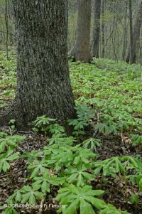内皮埃蒙特 / 下蓝岭基本橡树 - 山核桃森林 – CEGL 008514 内皮埃蒙特 / 下蓝岭基本橡树 - 山核桃森林 – CEGL 008514