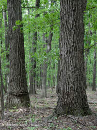 内皮埃蒙特 / 下蓝岭基本橡树 - 山核桃森林 – CEGL 008514 内皮埃蒙特 / 下蓝岭基本橡树 - 山核桃森林 – CEGL 008514