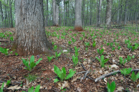 内皮埃蒙特 / 下蓝岭基本橡树 - 山核桃森林 – CEGL 008514 内皮埃蒙特 / 下蓝岭基本橡树 - 山核桃森林 – CEGL 008514