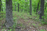 内皮埃蒙特 / 下蓝岭基本橡树 - 山核桃森林 – CEGL 008514 内皮埃蒙特 / 下蓝岭基本橡树 - 山核桃森林 – CEGL 008514