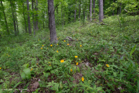 南皮埃蒙特基本橡树 - 山核桃森林 – CEGL 007232 南皮埃蒙特基本橡树 - 山核桃森林 – CEGL 007232