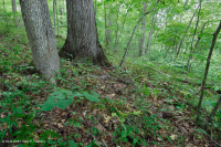 南皮埃蒙特基本橡树 - 山核桃森林 – CEGL 007232 南皮埃蒙特基本橡树 - 山核桃森林 – CEGL 007232