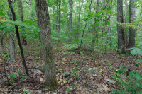 南皮埃蒙特基本橡树 - 山核桃森林 – CEGL 007232 南皮埃蒙特基本橡树 - 山核桃森林 – CEGL 007232