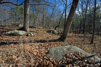 北部硬地基本橡木 - 山核桃林 – CEGL 006216 北部硬地基本橡木 - 山核桃林 – CEGL 006216