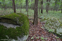 北部硬地基本橡木 - 山核桃林 – CEGL 006216 北部硬地基本橡木 - 山核桃林 – CEGL 006216