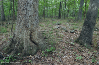 北部硬地基本橡木 - 山核桃林 – CEGL 006216 北部硬地基本橡木 - 山核桃林 – CEGL 006216
