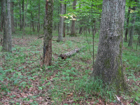 北部硬地基本橡木 - 山核桃林 – CEGL 006216 北部硬地基本橡木 - 山核桃林 – CEGL 006216