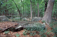 北部硬地基本橡木 - 山核桃林 – CEGL 006216 北部硬地基本橡木 - 山核桃林 – CEGL 006216