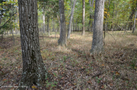 北部硬地基本橡木 - 山核桃林 – CEGL 006216 北部硬地基本橡木 - 山核桃林 – CEGL 006216