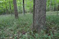 北部硬盘基本橡木 - 山核桃森林 - CEGL 006216 北部硬盘基本橡木 - 山核桃森林 - CEGL 006216