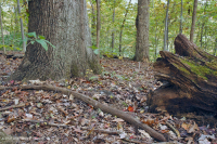 山麓酸性橡树 - 山核桃森林 – CEGL 008475 山麓酸性橡树 - 山核桃森林 – CEGL 008475