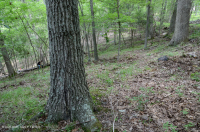 山麓酸性橡树 - 山核桃森林 – CEGL 008475 山麓酸性橡树 - 山核桃森林 – CEGL 008475