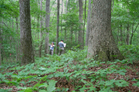山麓酸性橡树 - 山核桃森林 – CEGL 008475 山麓酸性橡树 - 山核桃森林 – CEGL 008475