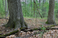 山麓酸性橡树 - 山核桃森林 – CEGL 008475 山麓酸性橡树 - 山核桃森林 – CEGL 008475