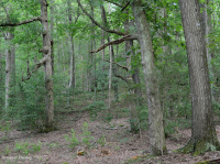 山麓酸性橡树 - 山核桃森林 – CEGL 008475 山麓酸性橡树 - 山核桃森林 – CEGL 008475