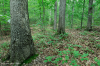 山麓酸性橡树 - 山核桃森林 – CEGL 008475 山麓酸性橡树 - 山核桃森林 – CEGL 008475