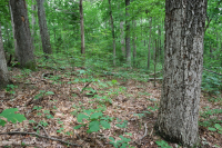 山麓酸性橡树 - 山核桃森林 – CEGL 008475 山麓酸性橡树 - 山核桃森林 – CEGL 008475