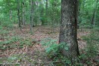 山麓酸性橡树 - 山核桃森林 – CEGL 008475 山麓酸性橡树 - 山核桃森林 – CEGL 008475