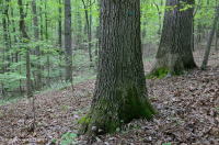 山麓酸性橡树 - 山核桃森林 – CEGL 008475 山麓酸性橡树 - 山核桃森林 – CEGL 008475