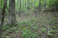 山麓酸性橡树 - 山核桃森林 – CEGL 008475 山麓酸性橡树 - 山核桃森林 – CEGL 008475