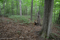 山麓酸性橡树 - 山核桃森林 – CEGL 008475 山麓酸性橡树 - 山核桃森林 – CEGL 008475