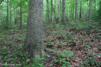 中央阿巴拉契亚酸性橡树 - 山核桃森林 – CEGL 008515 中央阿巴拉契亚酸性橡树 - 山核桃森林 – CEGL 008515