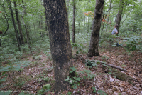 中央阿巴拉契亚酸性橡树 - 山核桃森林 – CEGL 008515 中央阿巴拉契亚酸性橡树 - 山核桃森林 – CEGL 008515