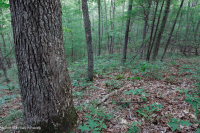 中央阿巴拉契亚酸性橡树 - 山核桃森林 – CEGL 008515 中央阿巴拉契亚酸性橡树 - 山核桃森林 – CEGL 008515