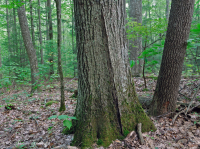 南阿巴拉契亚山地混合橡树林(北方红橡树 - 栗橡树亚水生类型)– CEGL 004817 南阿巴拉契亚山地混合橡树林(北方红橡树 - 栗橡树亚水生类型)– CEGL 004817