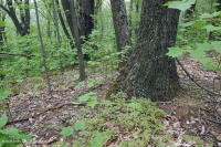 中阿巴拉契亚干旱中生栗橡树 - 北部红橡树林 – CEGL 006057 中阿巴拉契亚干旱中生栗橡树 - 北部红橡树林 – CEGL 006057