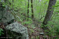 中阿巴拉契亚干旱中生栗橡树 - 北部红橡树林 – CEGL 006057 中阿巴拉契亚干旱中生栗橡树 - 北部红橡树林 – CEGL 006057